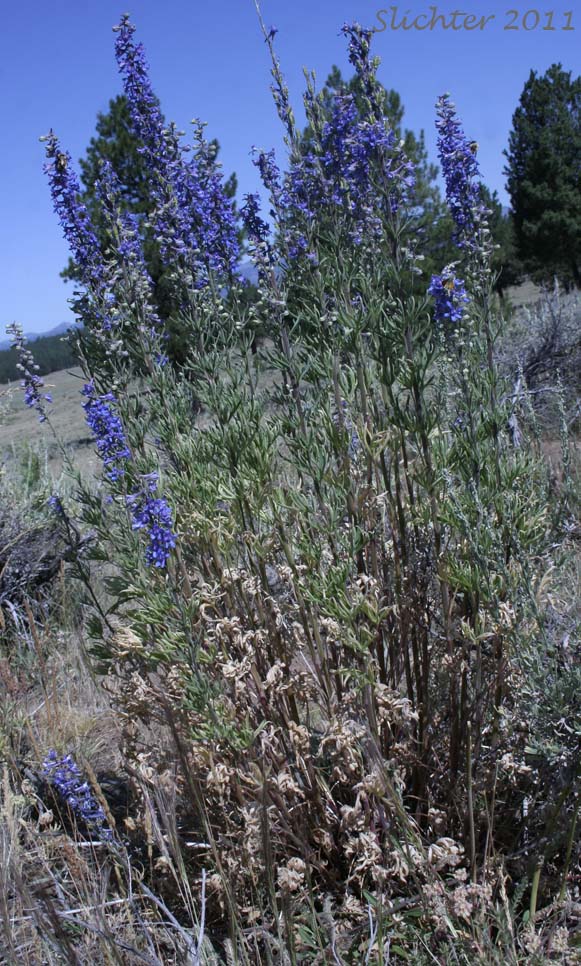 Spiked Larkspur, Rocky Mountain Larkspur, Tall Mountain Larkspur, Umatilla Larkspur: Delphinium stachydeum (Synonym: Delphinium scopulorum var. stachydeum, Delphinium umatillense)