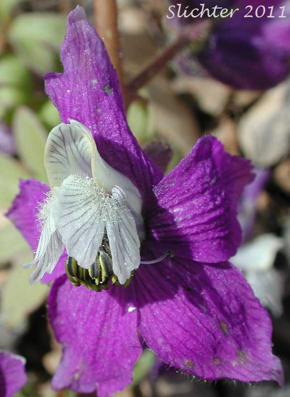 Close-up frontal view of a flower of Unidentified larkspurs from the Malheur National Forest