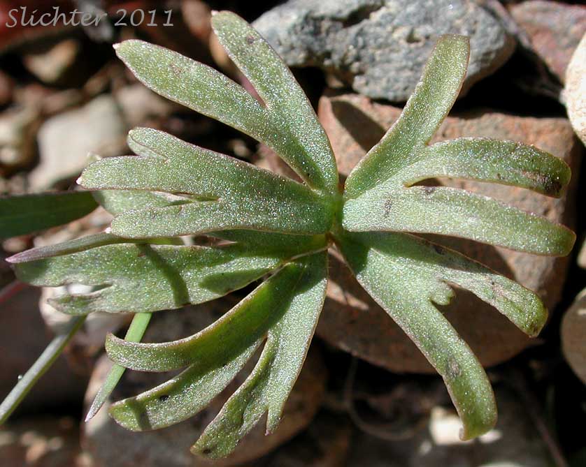 Lower stem leaf of Unidentified larkspurs from the Malheur National Forest
