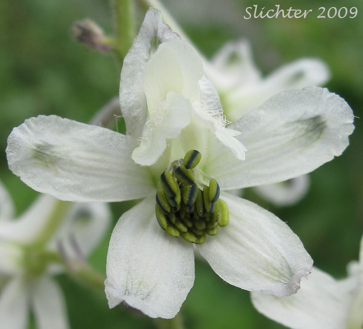 Frontal view of the flower of Yellow-white Larkspur: Delphinium xantholeucum