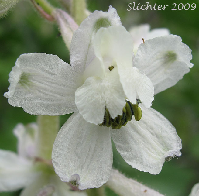 Frontal view of the flower of Yellow-white Larkspur: Delphinium xantholeucum