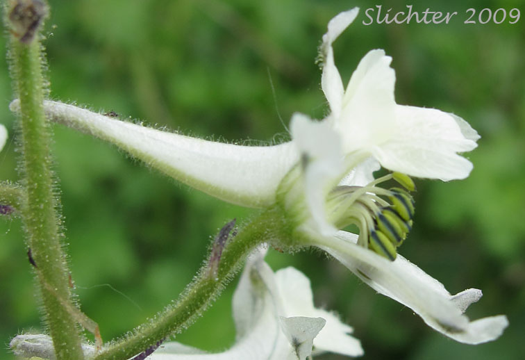 Side view of the flower of Yellow-white Larkspur: Delphinium xantholeucum