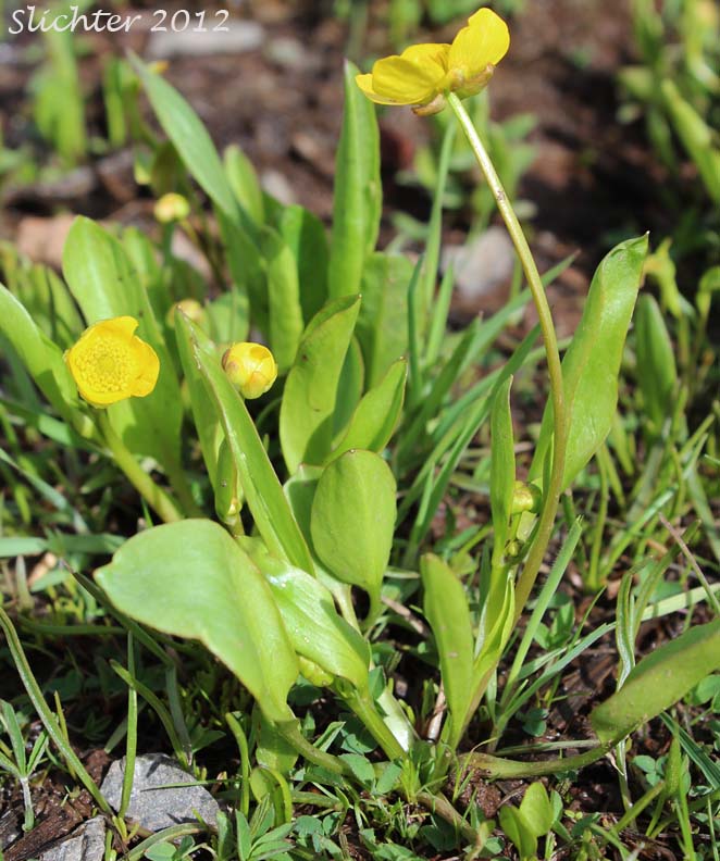 Dwarf Plantainleaved Buttercup, Dwarf Plantain-leaved Buttercup, Plantainleaf Buttercup: Ranunculus alismifolius var. alismellus (Synonym: Ranunculus alismaefolius var. alismellus)