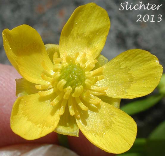 Flower of Dwarf Plantainleaved Buttercup, Dwarf Plantain-leaved Buttercup, Plantainleaf Buttercup: Ranunculus alismifolius var. alismellus (Synonym: Ranunculus alismaefolius var. alismellus)