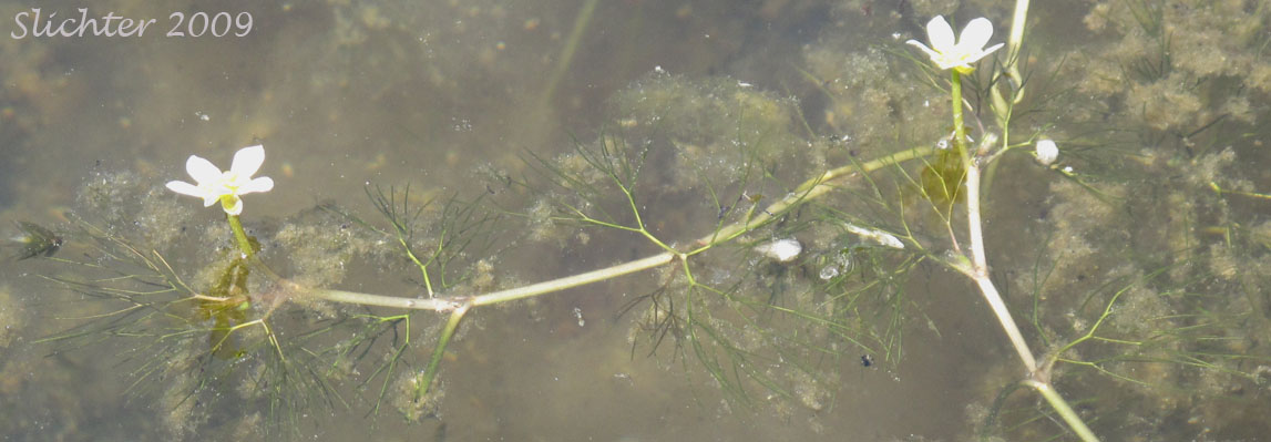 Threadleaf Crowfoot, Water Buttercup, White Water Buttercup, White Water Crowfoot: Ranunculus aquatilis var. diffusus (Synonyms: Ranunculus aquatilis var. caespitosus, Ranunculus aquatilis var. capillaceus, Ranunclus aquatilis var. porteri, Ranunculus aquatilis var. subrigidus, Ranunculus aquatilis var. trichophyllus, Ranunculus longirostris, Ranunculus subrigidus, Ranunculus trichophyllus, Ranunculus trichophyllus var. trichophyllus)