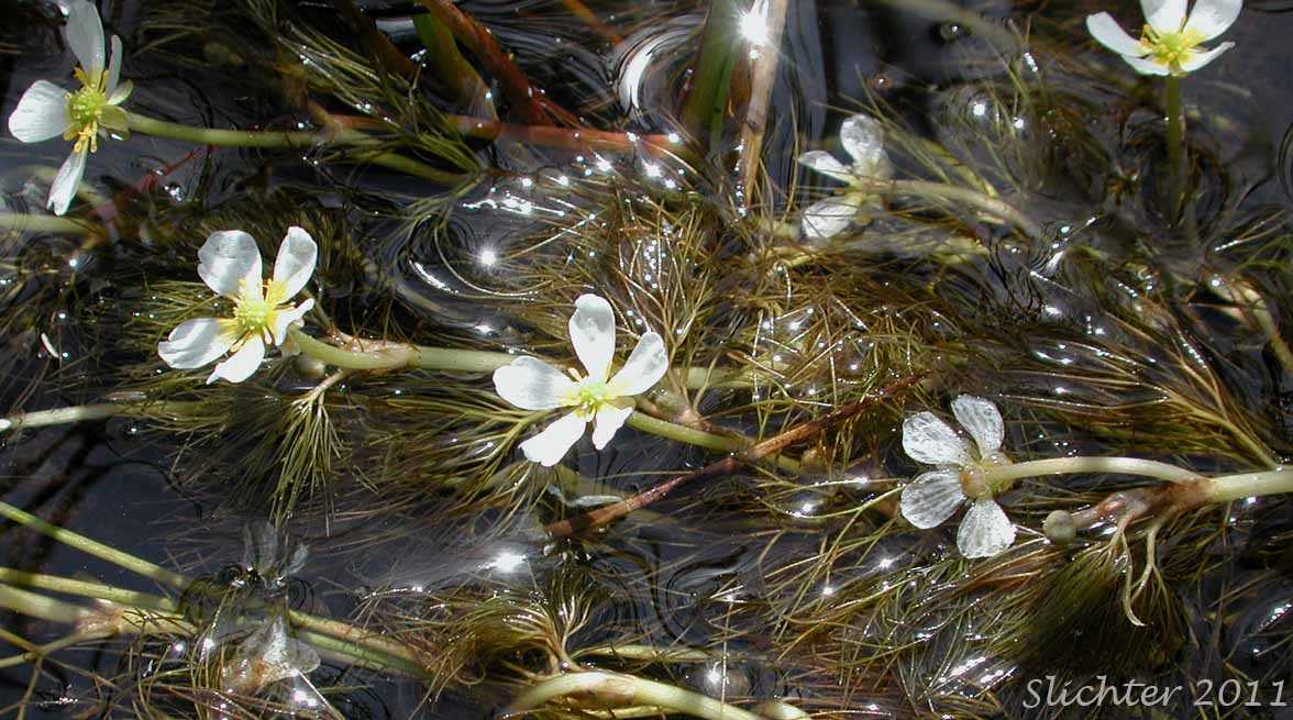 Threadleaf Crowfoot, Water Buttercup, White Water Buttercup, White Water Crowfoot: Ranunculus aquatilis var. diffusus (Synonyms: Ranunculus aquatilis var. caespitosus, Ranunculus aquatilis var. capillaceus, Ranunclus aquatilis var. porteri, Ranunculus aquatilis var. subrigidus, Ranunculus aquatilis var. trichophyllus, Ranunculus longirostris, Ranunculus subrigidus, Ranunculus trichophyllus, Ranunculus trichophyllus var. trichophyllus)
