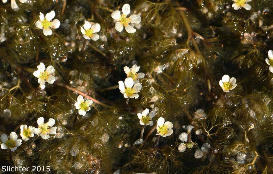 Threadleaf Crowfoot, Water Buttercup, White Water Buttercup, White Water Crowfoot: Ranunculus aquatilis var. diffusus (Synonyms: Ranunculus aquatilis var. caespitosus, Ranunculus aquatilis var. capillaceus, Ranunclus aquatilis var. porteri, Ranunculus aquatilis var. subrigidus, Ranunculus aquatilis var. trichophyllus, Ranunculus longirostris, Ranunculus subrigidus, Ranunculus trichophyllus, Ranunculus trichophyllus var. trichophyllus)