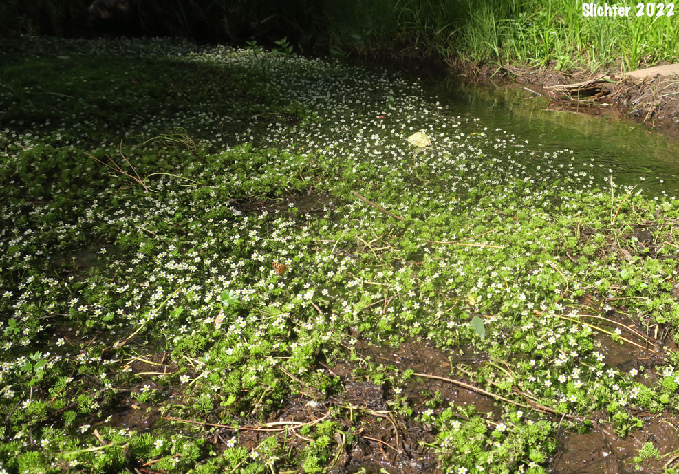 Threadleaf Crowfoot, Water Buttercup, White Water Buttercup, White Water Crowfoot: Ranunculus aquatilis var. diffusus (Synonyms: Ranunculus aquatilis var. caespitosus, Ranunculus aquatilis var. capillaceus, Ranunclus aquatilis var. porteri, Ranunculus aquatilis var. subrigidus, Ranunculus aquatilis var. trichophyllus, Ranunculus longirostris, Ranunculus subrigidus, Ranunculus trichophyllus, Ranunculus trichophyllus var. trichophyllus)