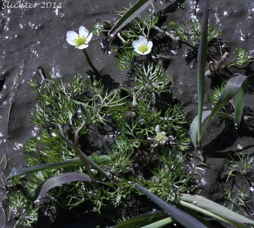 Water Buttercup, White Water Buttercup, White Water Crowfoot: Ranunculus aquatilis var. diffusus (Synonyms: Ranunculus aquatilis var. caespitosus, Ranunculus aquatilis var. capillaceus, Ranunclus aquatilis var. porteri, Ranunculus aquatilis var. subrigidus, Ranunculus aquatilis var. trichophyllus, Ranunculus longirostris, Ranunculus subrigidus, Ranunculus trichophyllus, Ranunculus trichophyllus var. trichophyllus)