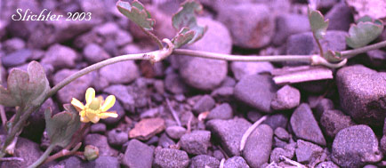 Alkali Buttercup, Seaside Buttercup, Shore Buttercup: Ranunculus cymbalaria (Synonym: Halerpestes cymbalaria, Ranunculus cymbalaria var. alpinus, Ranunculus cymbalaria var. saximontana, Ranunculus cymbalaria var. saximontanus)