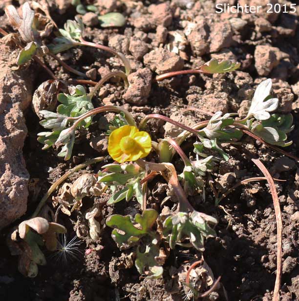 Snow Buttercup, Suksdorf's Buttercup, Timberline Buttercup: Ranunculus eschscholtzii var. suksdorfii (Synonym: Ranunculus suksdorfii)