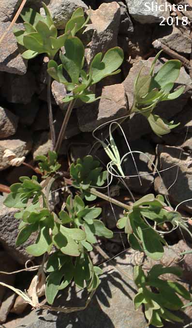 Leaves of Snow Buttercup, Threesection Buttercup: Ranunculus eschscholtzii var. trisectus (Synonyms: Ranunculus suksdorfii ssp. trisectus, Ranunculus trisectus)