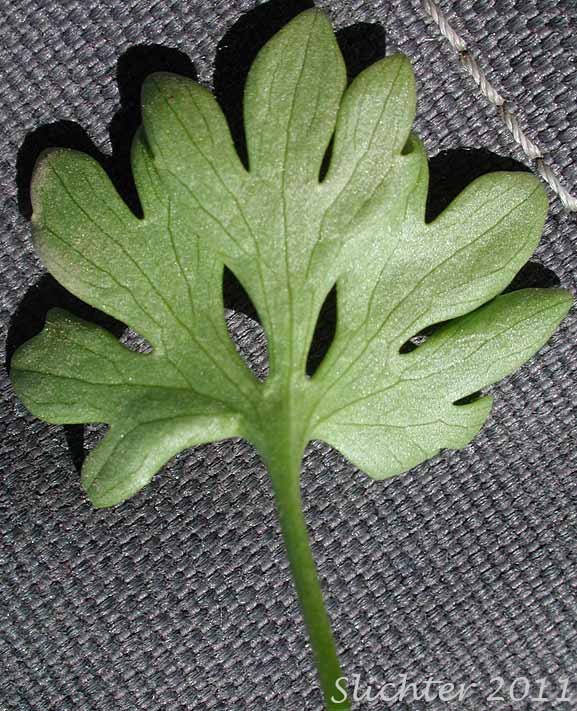 Ventral leaf surface of Snow Buttercup, Threesection Buttercup: Ranunculus eschscholtzii var. trisectus (Synonyms: Ranunculus suksdorfii ssp. trisectus, Ranunculus trisectus)