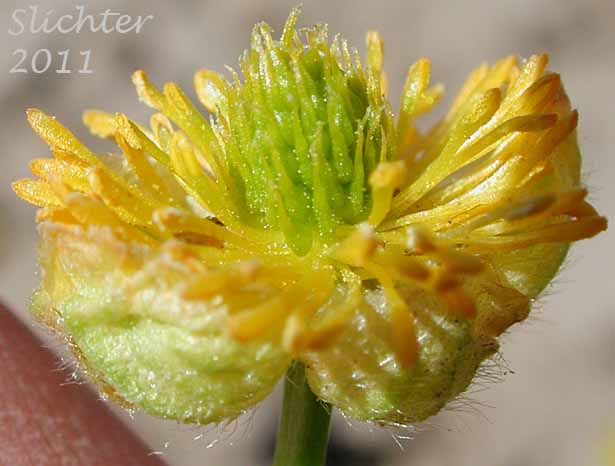 Pistils and stamens of Snow Buttercup, Threesection Buttercup: Ranunculus eschscholtzii var. trisectus (Synonyms: Ranunculus suksdorfii ssp. trisectus, Ranunculus trisectus)