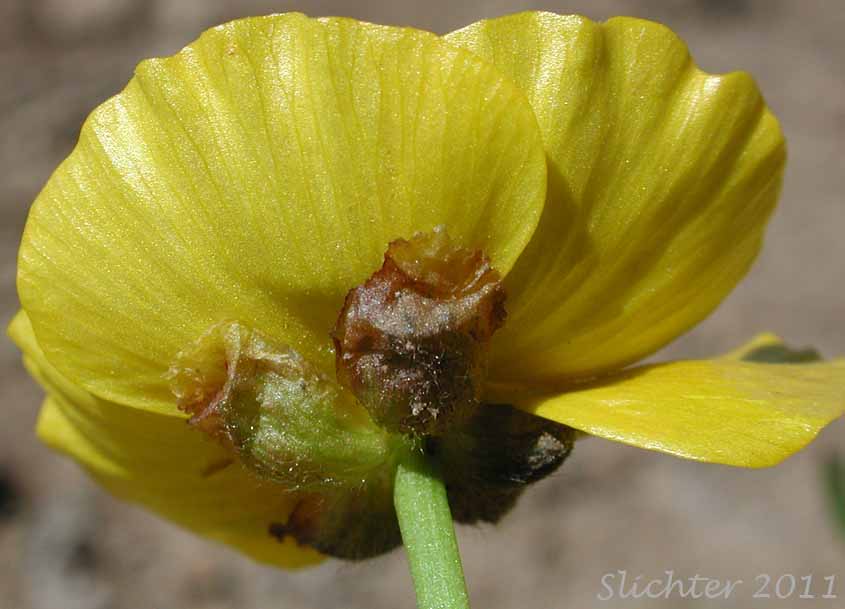 Underside of the petals and sepals of Snow Buttercup, Threesection Buttercup: Ranunculus eschscholtzii var. trisectus (Synonyms: Ranunculus suksdorfii ssp. trisectus, Ranunculus trisectus)