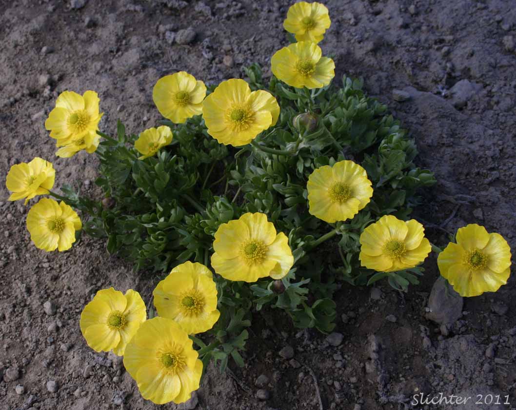 Snow Buttercup, Suksdorf's Buttercup, Timberline Buttercup: Ranunculus eschscholtzii var. suksdorfii (Synonym: Ranunculus suksdorfii)