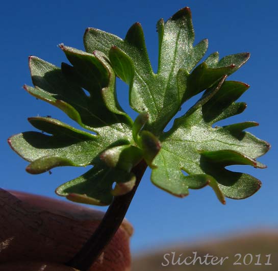 Basal leaf of Snow Buttercup, Threesection Buttercup: Ranunculus eschscholtzii var. trisectus (Synonyms: Ranunculus suksdorfii ssp. trisectus, Ranunculus trisectus)