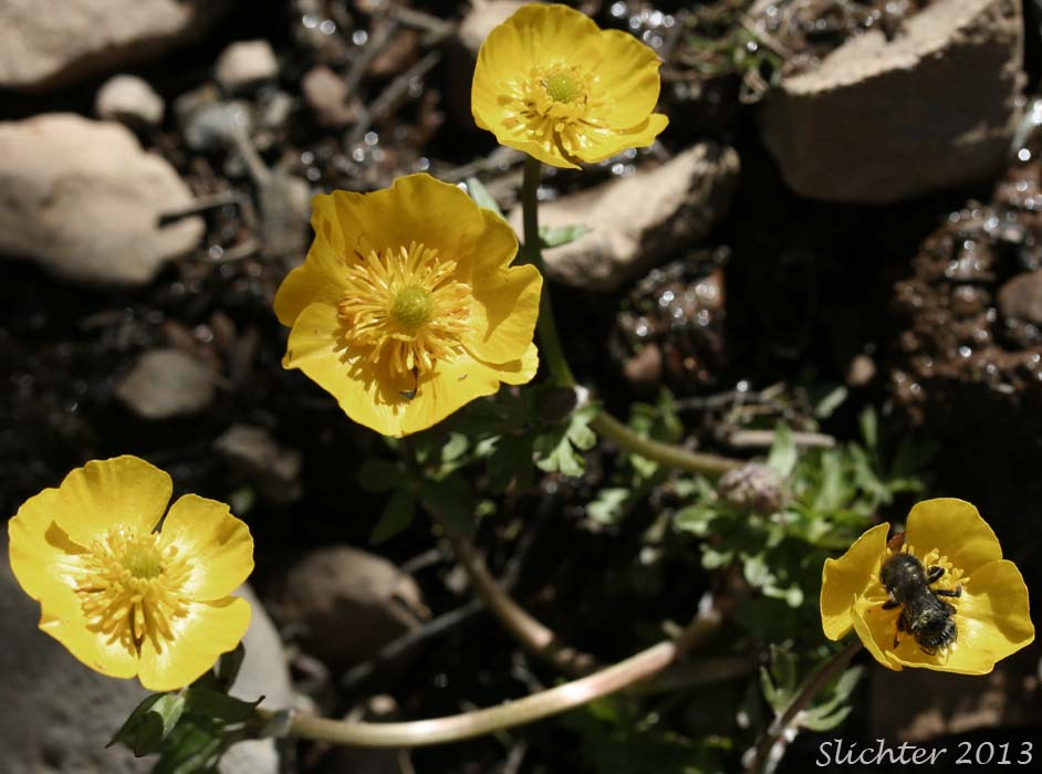 Snow Buttercup, Threesection Buttercup: Ranunculus eschscholtzii var. trisectus (Synonyms: Ranunculus suksdorfii ssp. trisectus, Ranunculus trisectus)