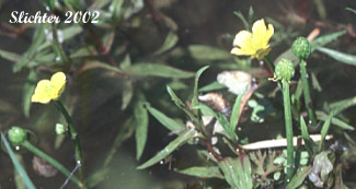 Yellow Water Buttercup: Ranunculus flabellaris (Synonym: Ranunculus delphinifolius)