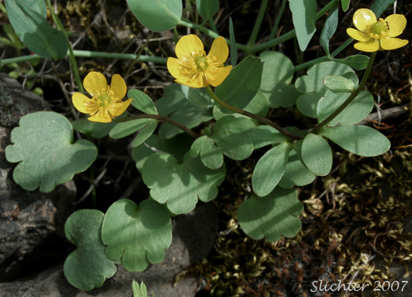 Sagebrush Buttercup: Ranunculus glaberrimus var. glaberrimus (Synonym: Ranunculus glaberrimus var. typicus)