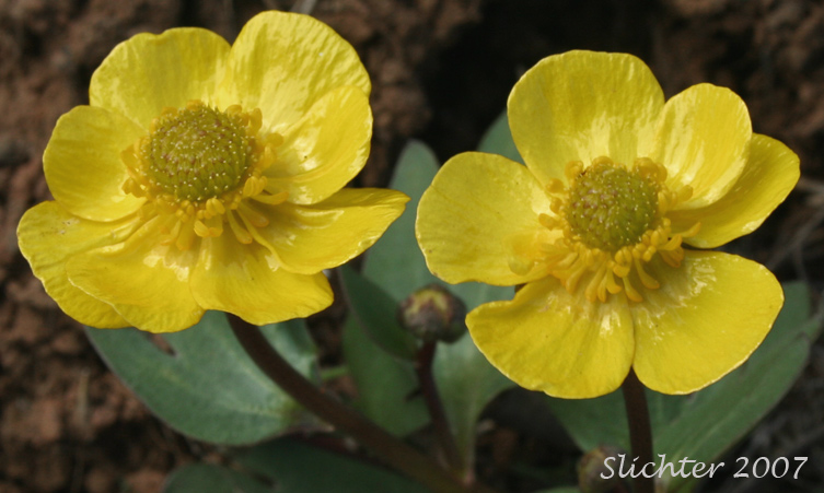 Sagebrush Buttercup: Ranunculus glaberrimus var. glaberrimus (Synonym: Ranunculus glaberrimus var. typicus)