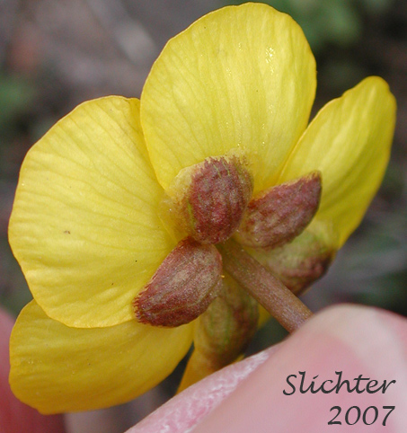 Sepals of Sagebrush Buttercup: Ranunculus glaberrimus var. glaberrimus (Synonym: Ranunculus glaberrimus var. typicus)