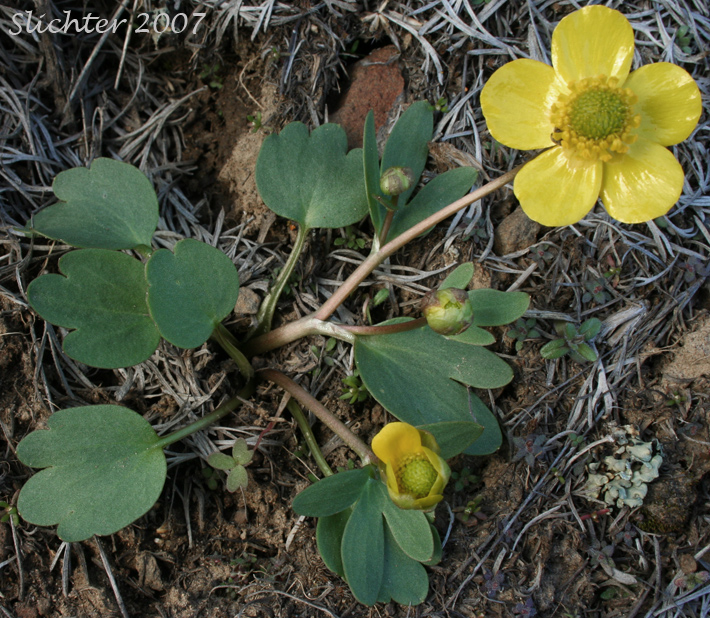 Sagebrush Buttercup: Ranunculus glaberrimus var. glaberrimus (Synonym: Ranunculus glaberrimus var. typicus)