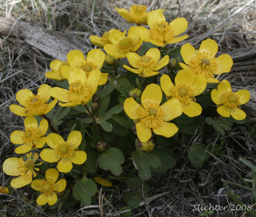 Sagebrush Buttercup: Ranunculus glaberrimus