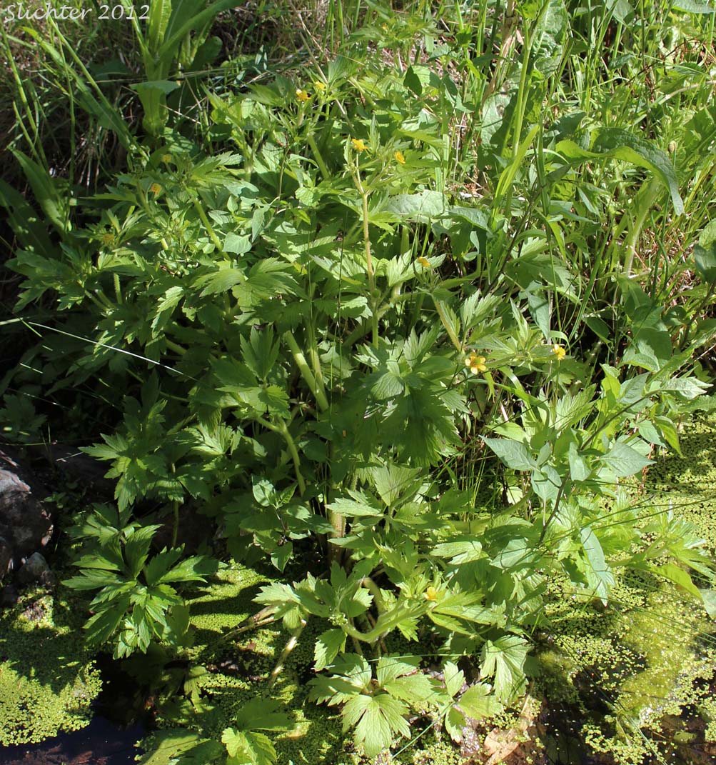 Macoun's Buttercup: Ranunculus macounii (Synonyms: Ranunculus macounii var. macounii, Ranunculus macounii var. oreganus)