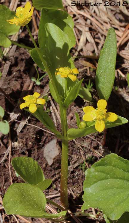 Blue Mountain Buttercup, Mountain Buttercup, Popular Buttercup: Ranunculus populago