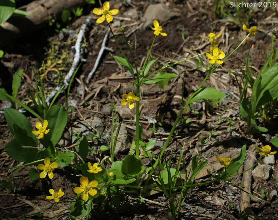 Blue Mountain Buttercup, Mountain Buttercup, Popular Buttercup: Ranunculus populago