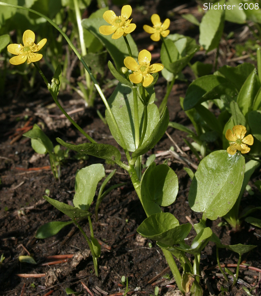 Blue Mountain Buttercup, Mountain Buttercup, Popular Buttercup: Ranunculus populago