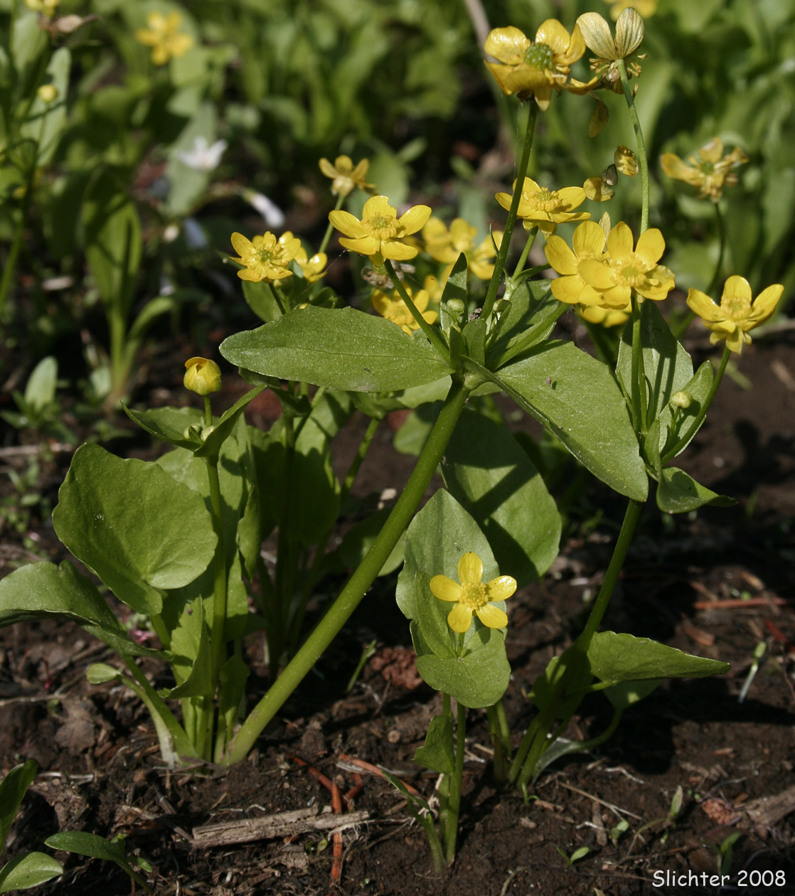 Blue Mountain Buttercup, Mountain Buttercup, Popular Buttercup: Ranunculus populago