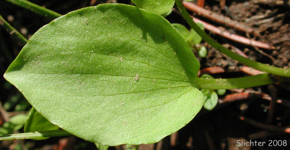 Basal leaf of Blue Mt. Buttercup: Ranunculus populago