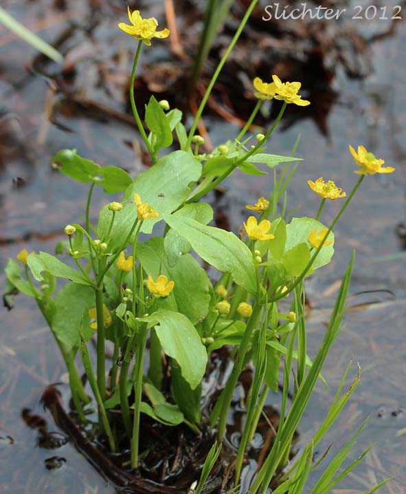 Blue Mountain Buttercup, Mountain Buttercup, Popular Buttercup: Ranunculus populago