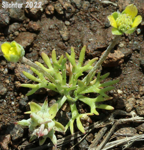 Bur Buttercup, Curveseed Buttercup, Hornseed, Hornseed Buttercup: Ceratocephala testiculata (Synonyms: Ceratocephalus orthoceras, Ranunculus testiculatus)