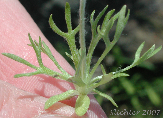 Basal leaves of Bur Buttercup, Hornseed, Hornseed Buttercup: Ceratocephala testiculata (Synonyms: Ceratocephalus orthoceras, Ranunculus testiculatus)