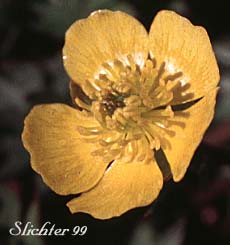 Arctic Buttercup, Modest Buttercup: Ranunculus grayi (Synonyms: Ranunculus gelidus var. grayi, Ranunculus verecundus)