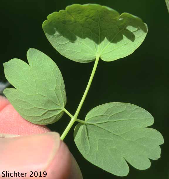 Fendler's Meadowrue, Fendler's Meadow-rue: Thalictrum fendleri (Synonym: Thalictrum fendleri var. platycarpum)