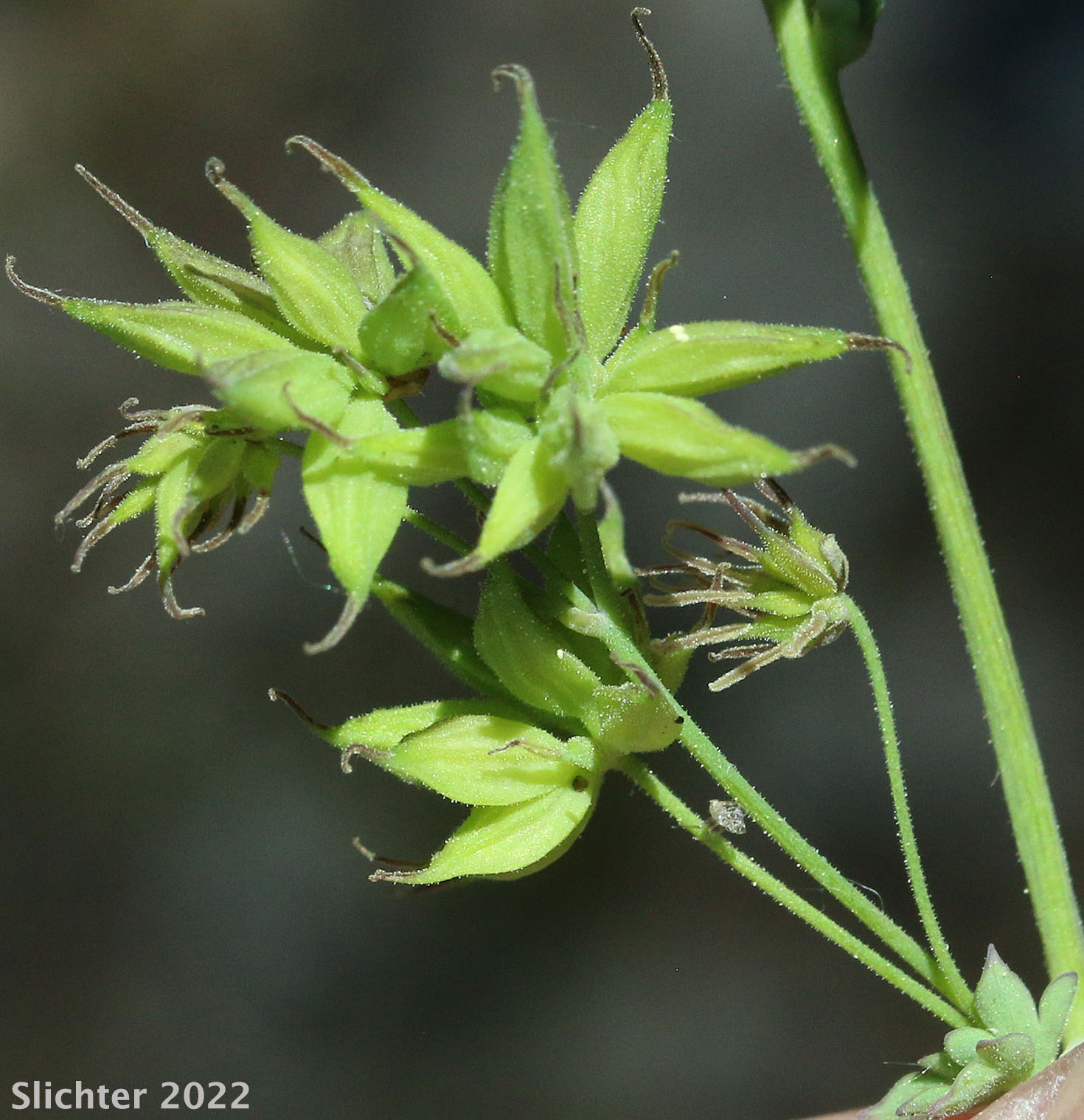 Green fruits of Fendler's Meadowrue, Fendler's Meadow-rue: Thalictrum fendleri (Synonym: Thalictrum fendleri var. platycarpum)