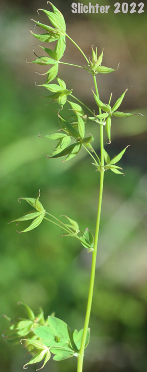 Fruits of Fendler's Meadowrue, Fendler's Meadow-rue: Thalictrum fendleri (Synonym: Thalictrum fendleri var. platycarpum)