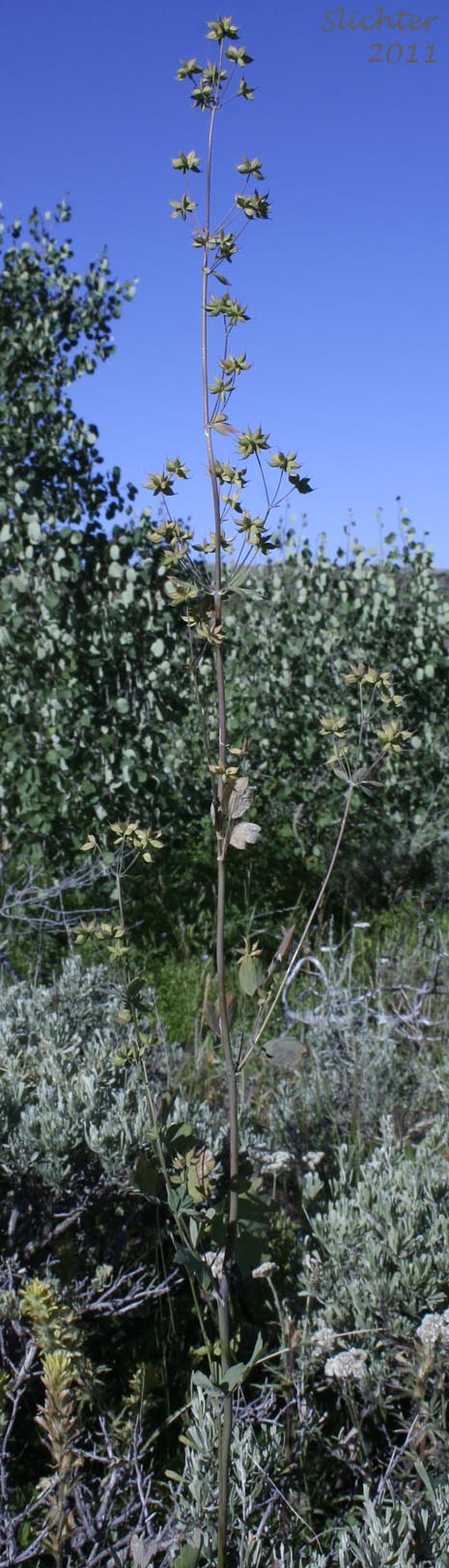 Fendler's Meadowrue, Fendler's Meadow-rue: Thalictrum fendleri (Synonym: Thalictrum fendleri var. platycarpum)