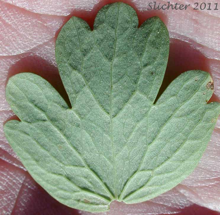 Ventral surface of a leaflet of Fendler's Meadowrue, Fendler's Meadow-rue: Thalictrum fendleri (Synonym: Thalictrum fendleri var. platycarpum)
