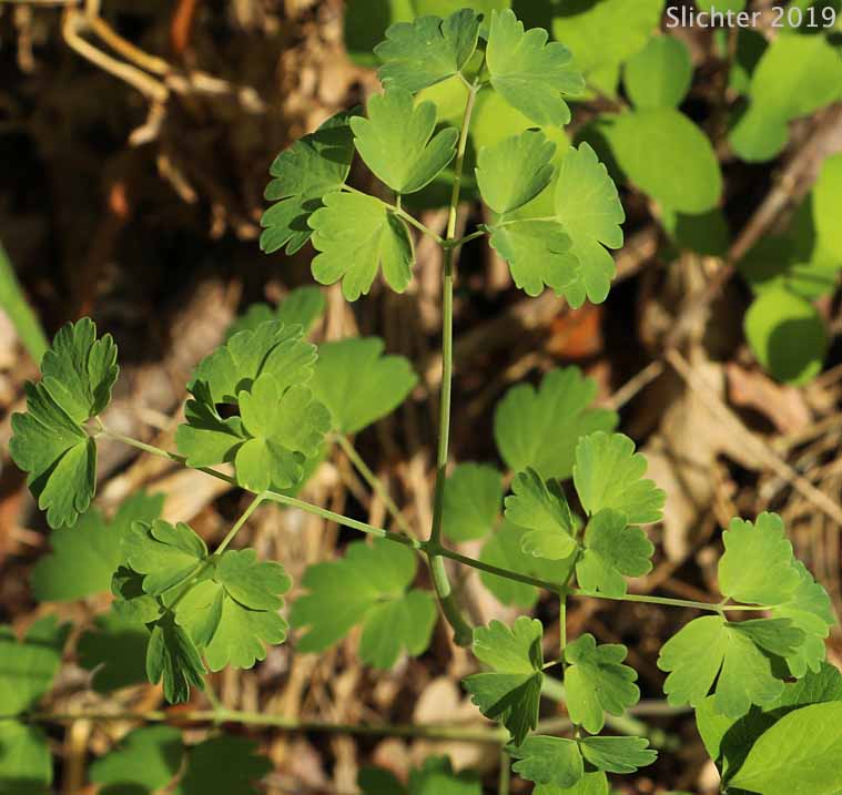 Western Meadowrue, Western Meadow-rue: Thalictrum occidentale (Synonyms: Thalictrum occidentale var. macounii, Thalictrum occidentale var. occidentale, Thalictrum occidentale var. palousense)