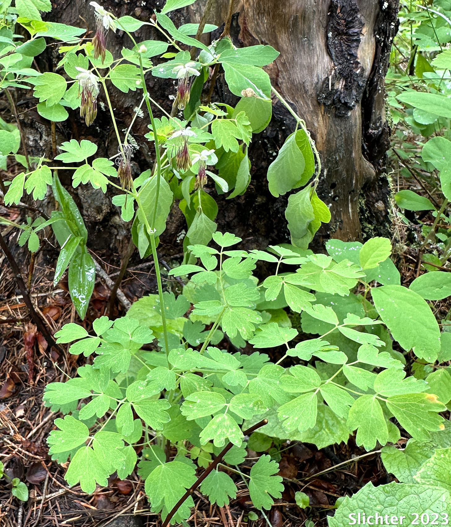 Western Meadowrue, Western Meadow-rue: Thalictrum occidentale (Synonyms: Thalictrum occidentale var. macounii, Thalictrum occidentale var. occidentale, Thalictrum occidentale var. palousense)
