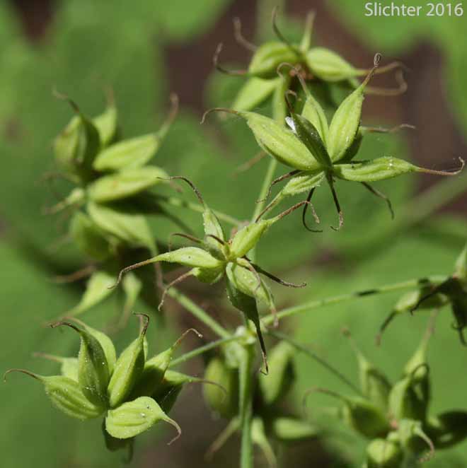 Achenes of Western Meadowrue, Western Meadow-rue: Thalictrum occidentale (Synonyms: Thalictrum occidentale var. macounii, Thalictrum occidentale var. occidentale, Thalictrum occidentale var. palousense)