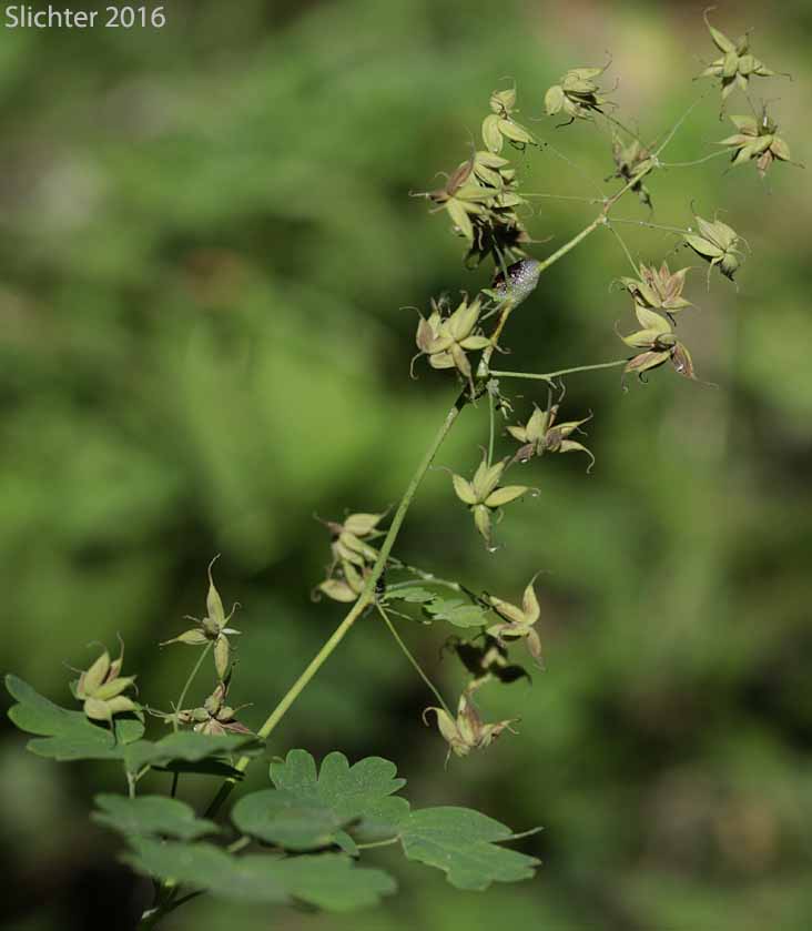 Western Meadowrue, Western Meadow-rue: Thalictrum occidentale (Synonyms: Thalictrum occidentale var. macounii, Thalictrum occidentale var. occidentale, Thalictrum occidentale var. palousense)