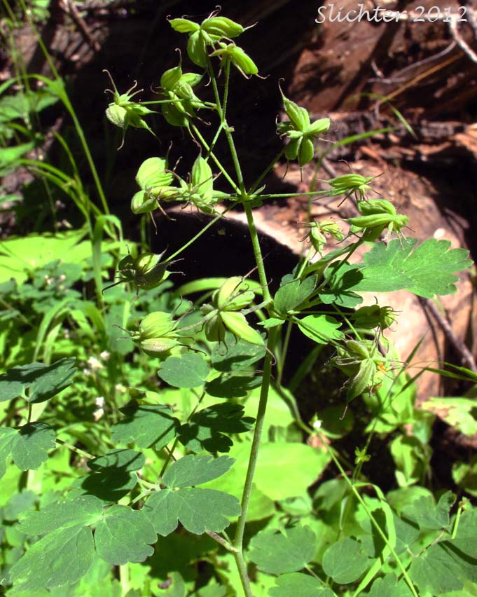 Western Meadowrue, Western Meadow-rue: Thalictrum occidentale (Synonyms: Thalictrum occidentale var. macounii, Thalictrum occidentale var. occidentale, Thalictrum occidentale var. palousense)