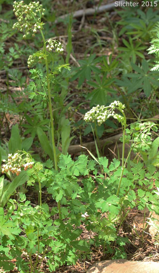 Early Meadowrue, Veiny Meadowrue, Veiny Meadow-rue: Thalictrum venulosum (Synonyms: Thalictrum confine, Thalictrum confine var. columbianum, Thalictrum confine var. greeneanum, Thalictrum occidentale var. columbianum, Thalictrum turneri, Thalictrum venulosum var. confine, Thalictrum venulosum var. fissum, Thalictrum venulosum var. lunellii, Thalictrum venulosum var. turneri)