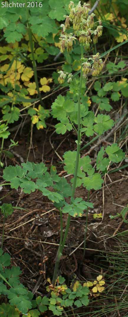 Early Meadowrue, Veiny Meadowrue, Veiny Meadow-rue: Thalictrum venulosum (Synonyms: Thalictrum confine, Thalictrum confine var. columbianum, Thalictrum confine var. greeneanum, Thalictrum occidentale var. columbianum, Thalictrum turneri, Thalictrum venulosum var. confine, Thalictrum venulosum var. fissum, Thalictrum venulosum var. lunellii, Thalictrum venulosum var. turneri)